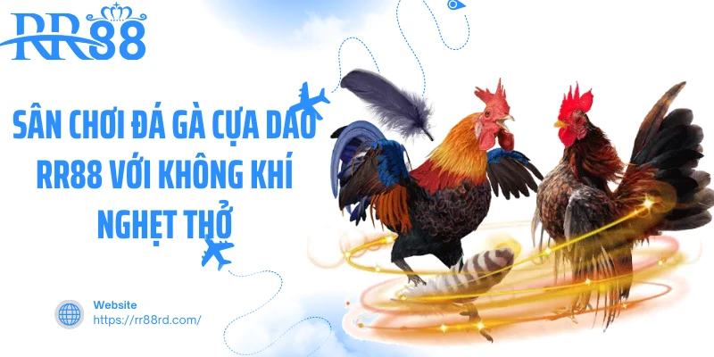 Sân chơi đá gà cựa dao RR88 với không khí nghẹt thở Sân chơi đá gà cựa dao RR88 với không khí nghẹt thở